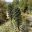 Puya berteroniana -  Mount Tomah Botanic Gardens